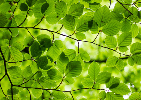 Lansering av Klimatsmart