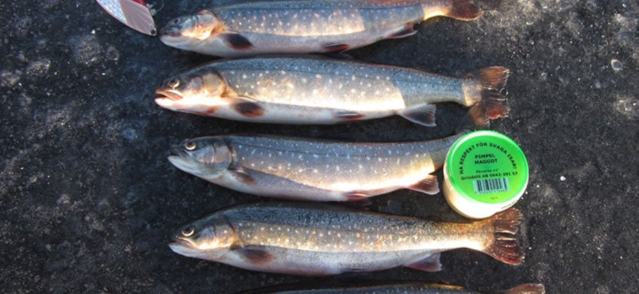Fiske året runt på Fjällhornet Resort