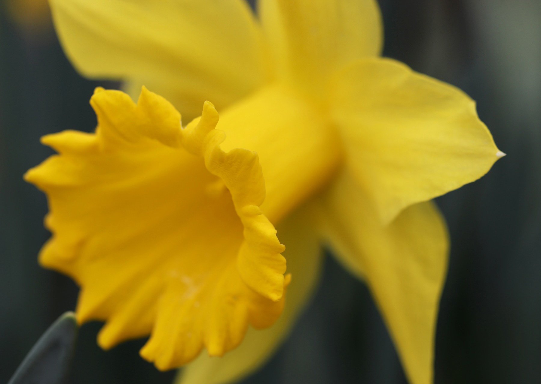 Vinn ett presentkort på Plantagen